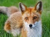 Výskyt líšky v intraviláne