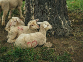 Povinnosť zaregistrovať chov hospodárskych zvierat - Regionálna veterinárna a potravinová správa Trnava