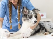 Očkovanie psov proti besnote dňa 9.4. 2022