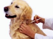 Očkovanie psov proti besnote 14. 4. 2018 -  sobota