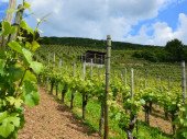 Zlaté žltnutie viniča - termíny ošetrovania proti vektorom
